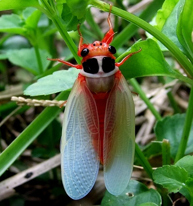 Три названия насекомых. Экзотические насекомые. Очень красивые насекомые. Самые необычные насекомые.