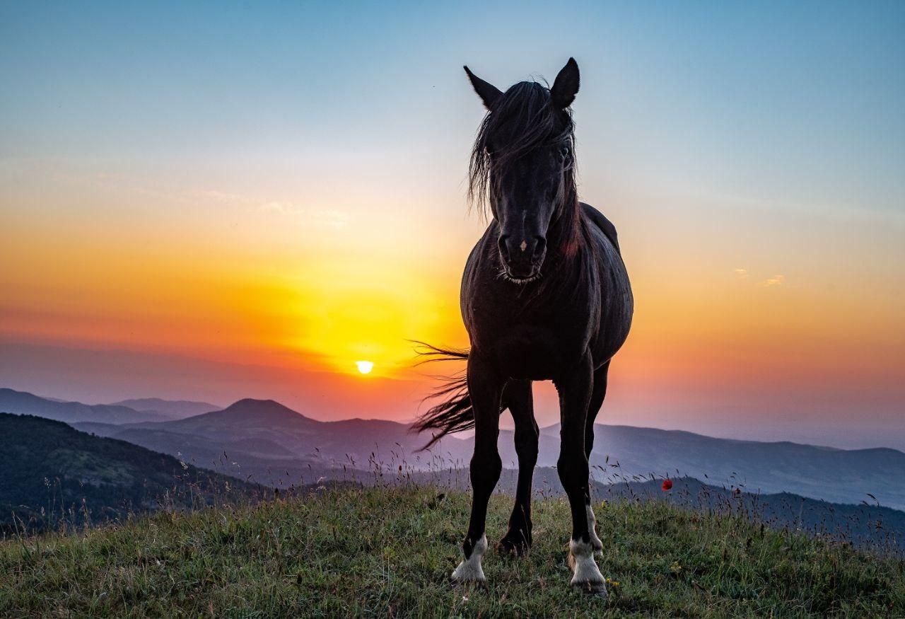 Карабахская порода лошадей