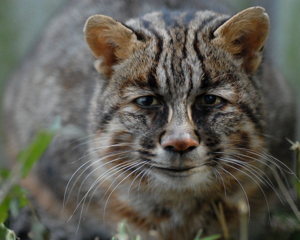 Wild cat. Дальневосточный Амурский Лесной кот. Дальневосточный Лесной кот (Prionailurus bengalensis euptilurus). Дальневосточный Лесной кот (леопардовая кошка).. Кот дикий Лесной камышовый Амурский.